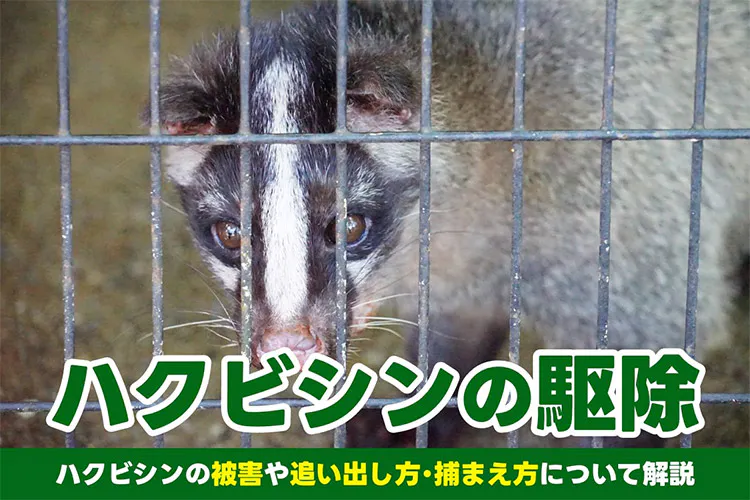 ハクビシンを駆除したい!自分でできる追い出し方と捕まえ方のコツを解説|となりのカインズさん