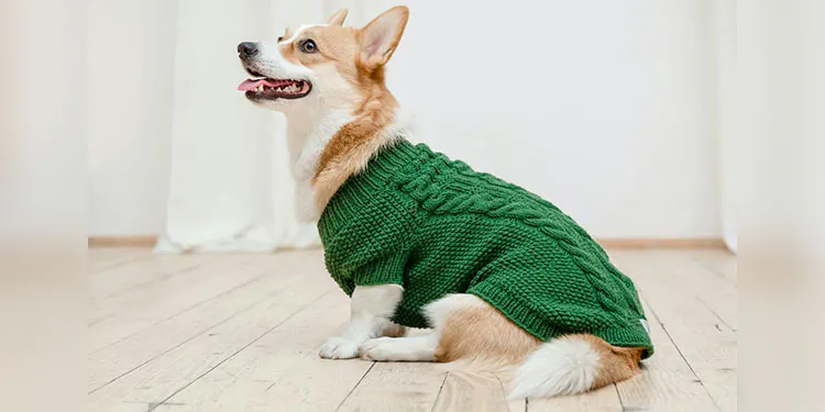 犬に服は必要?着せるメリットや注意点を解説【獣医師監修】|WanQol
