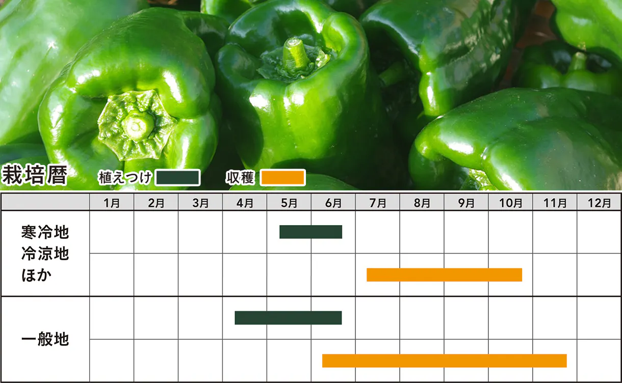 img_vegetable_03.jpg