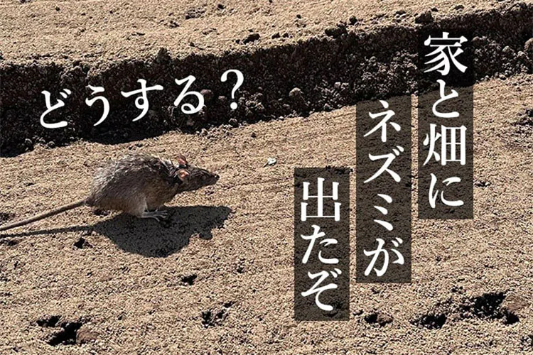 家にネズミが出たので、東京大学の教授に聞いたら原因は「人間の堕落」だった