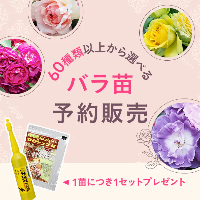 【第1弾】憧れのバラを育てる SPLENDID ROSE COLLECTION バラ苗予約販売
