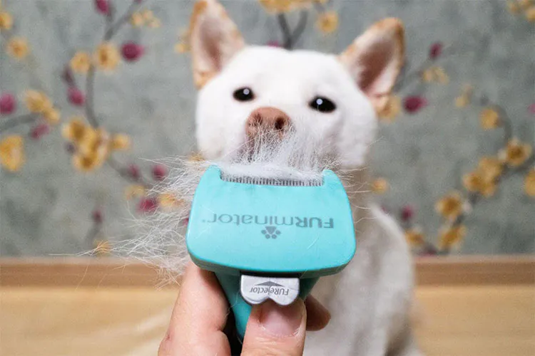 換毛期に勝つ! 柴犬飼い主がガチ比較したカインズの犬用ブラシ5選|WanQol