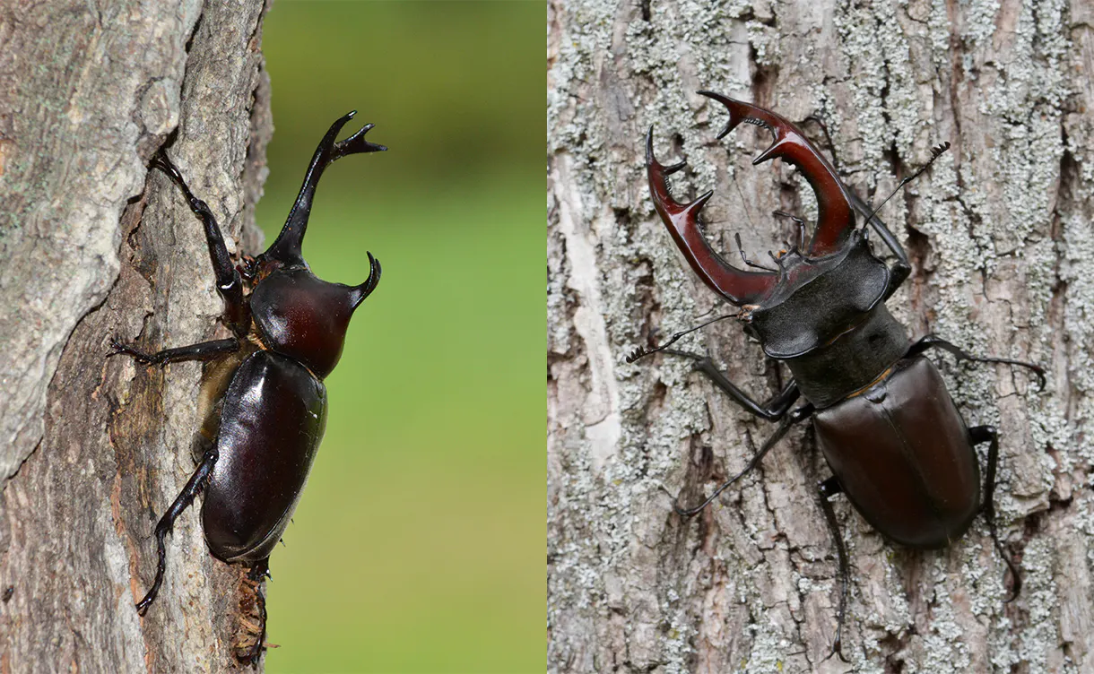 insect_catching_1220x752.jpg