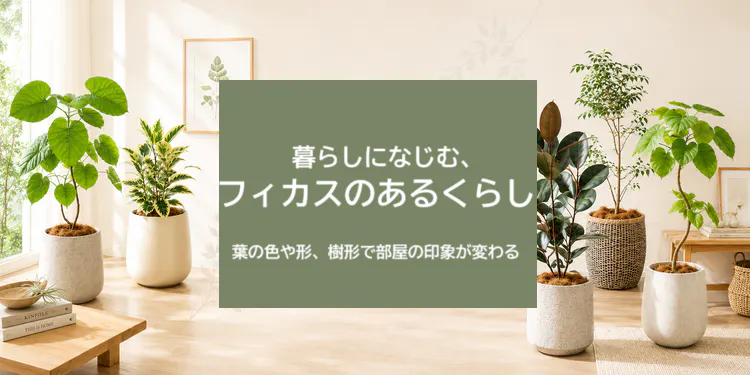 暮らしになじむ、フィカスのあるくらし