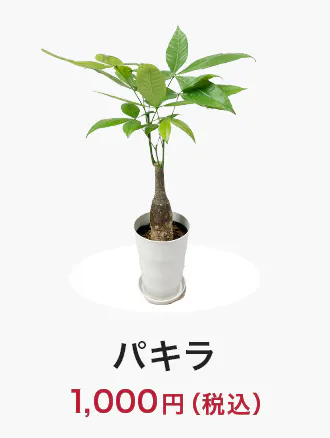 houseplants_tokka_item03_330x438.jpg