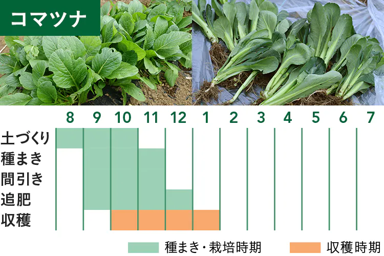calendar_komatsuna.jpg