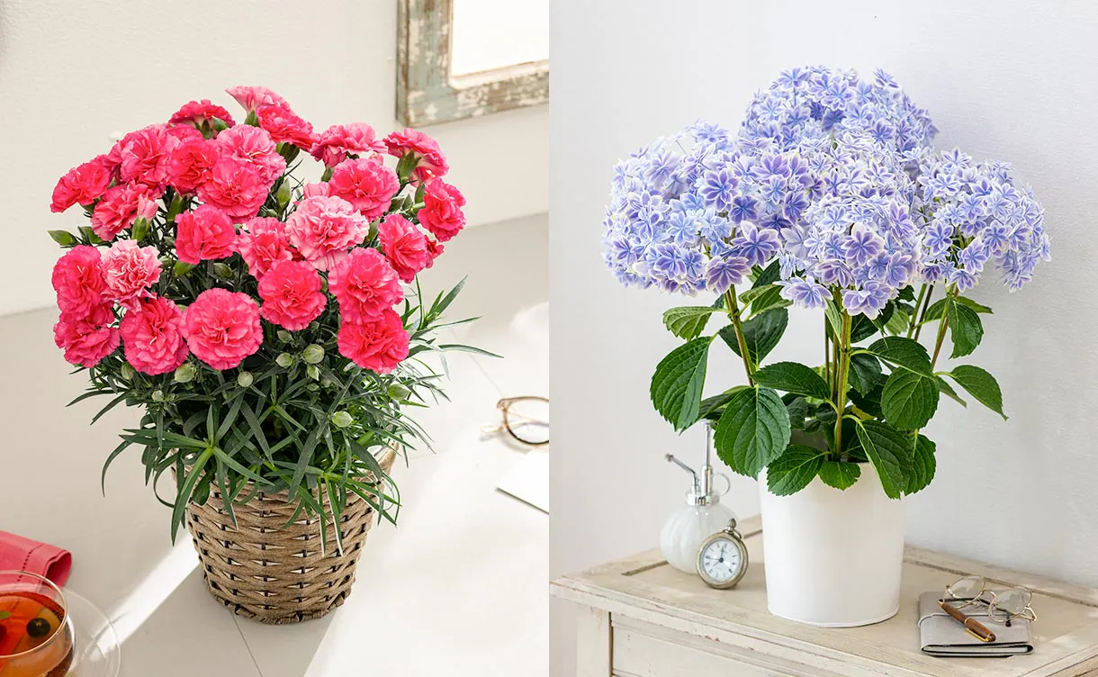 カーネーション・アジサイ