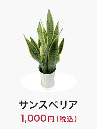 houseplants_tokka_item01_330x438.jpg