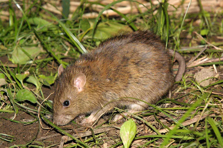 自分でできるネズミの駆除方法は？ネズミ捕りのプロに聞いてみた