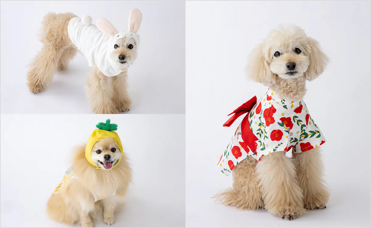 pet_wear_img03_1220x752.jpg