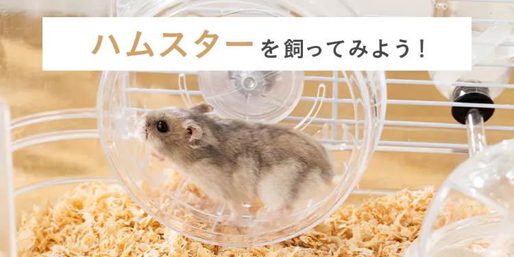 ハムスターを飼ってみよう！｜ホームセンターのカインズ公式通販サイト