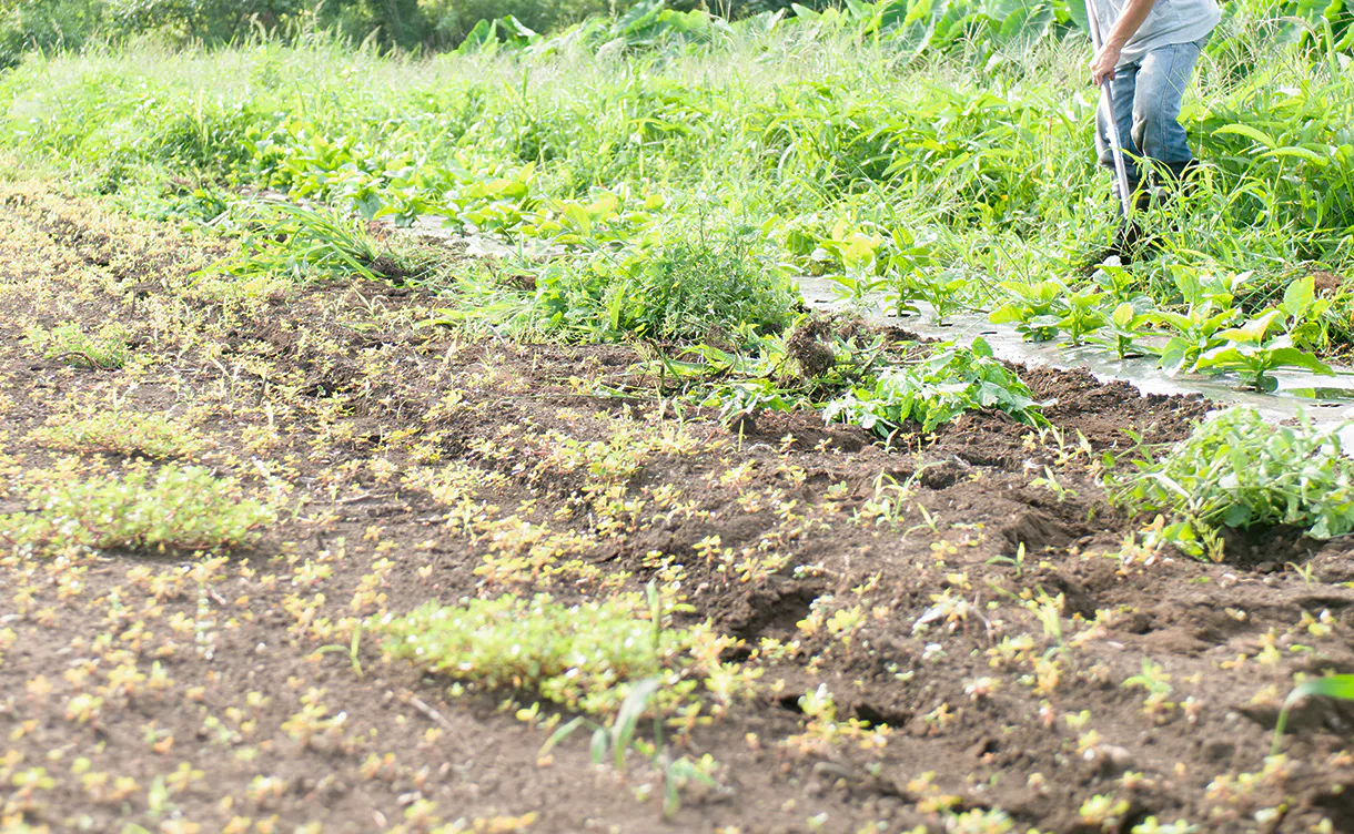 weeding_field_1220x752.jpg