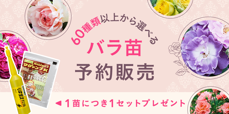 第1弾】憧れのバラを育てる SPLENDID ROSE COLLECTION バラ苗予約販売
