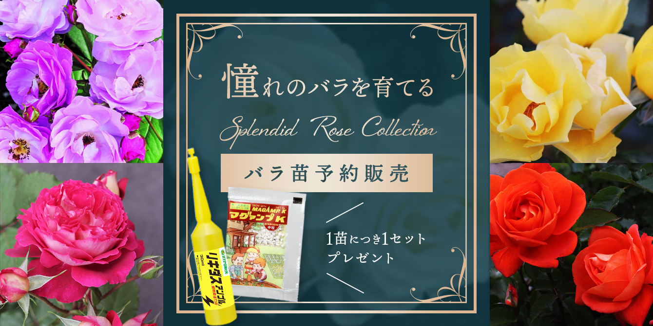 憧れのバラを育てる SPLENDID ROSE COLLECTION バラ苗予約販売｜ホームセンターのカインズ公式通販サイト