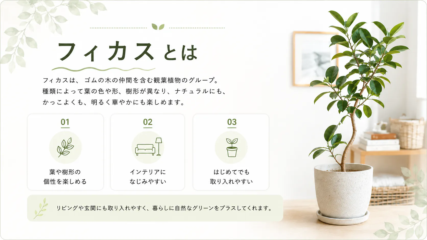 暮らしになじむ、フィカスのあるくらし｜ホームセンターのカインズ公式