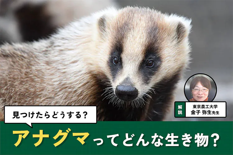 アナグマとは?生態や特徴、見つけたときの対応を専門家に聞いた|となりのカインズさん