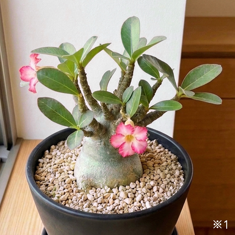 ビザールプランツ（塊根植物・コーデックス）の魅力 種類・育て方