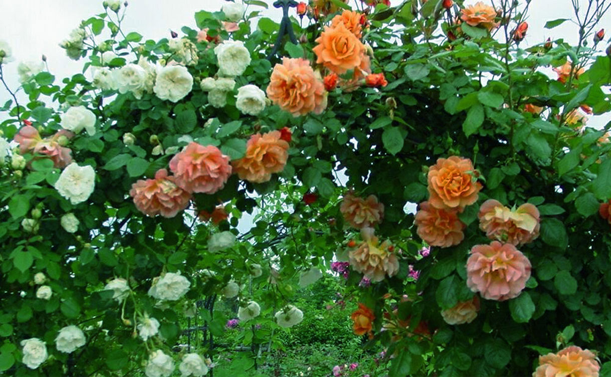 第1弾】憧れのバラを育てる SPLENDID ROSE COLLECTION バラ苗予約販売