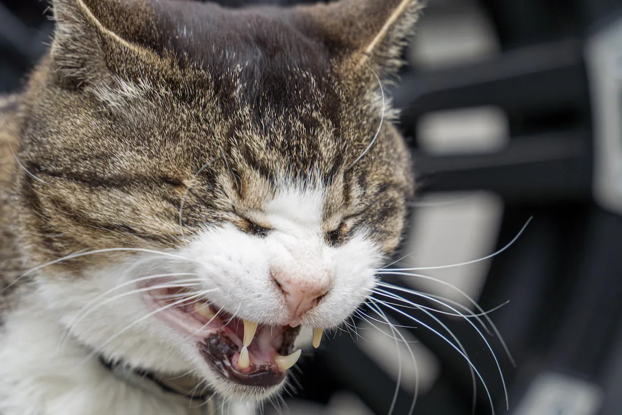 猫にもツライ花粉症！ 症状や対策、治療法を獣医師が解説｜となりのカインズさん
