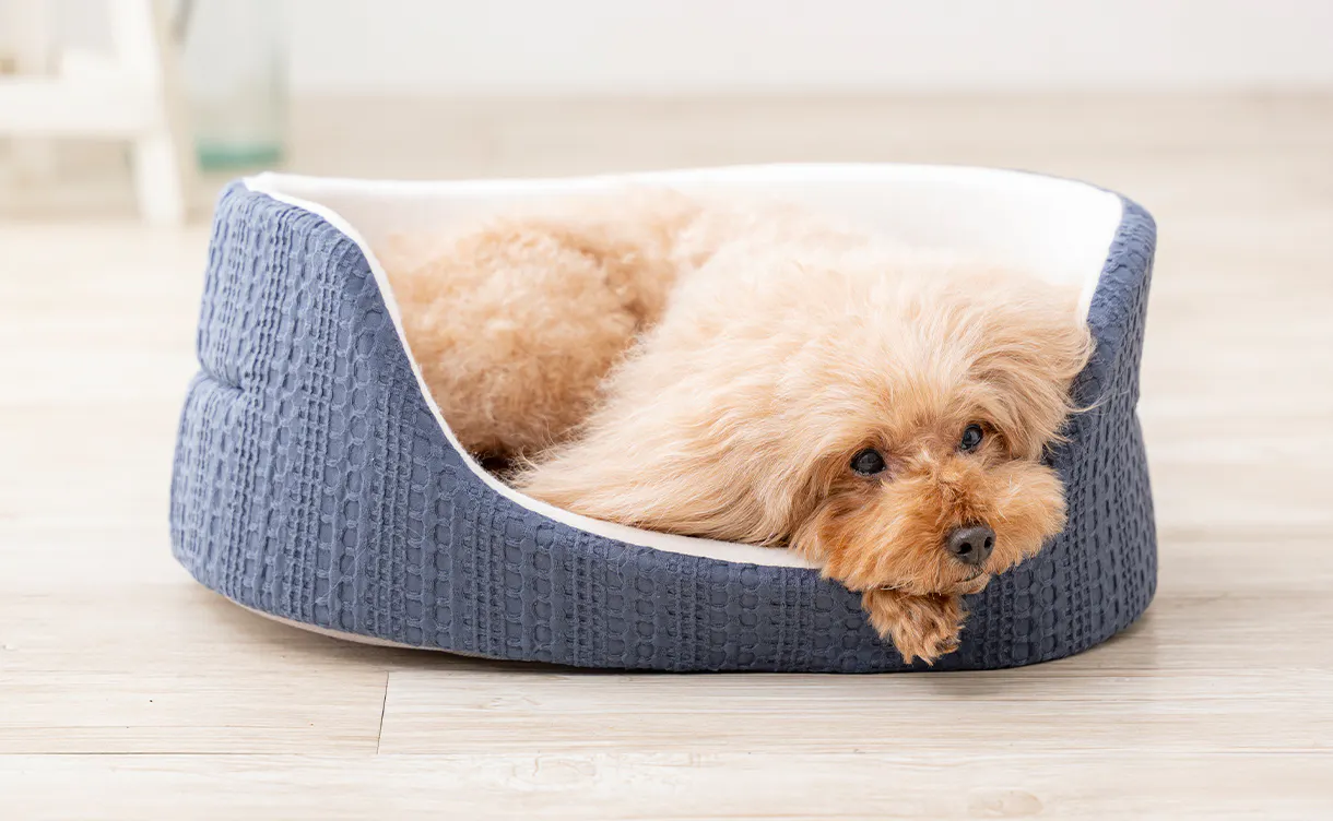 pet_bed_4550596202419_1220x752.jpg