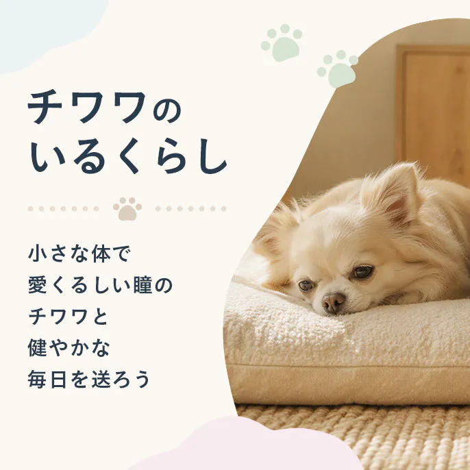 【もっと楽しむ】チワワのいるくらし
