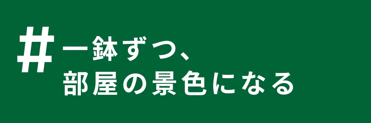 飾って楽しむ