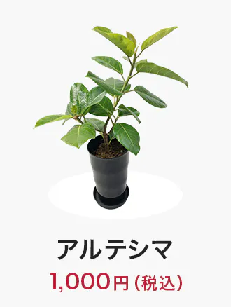 houseplants_tokka_item02_330x438.jpg