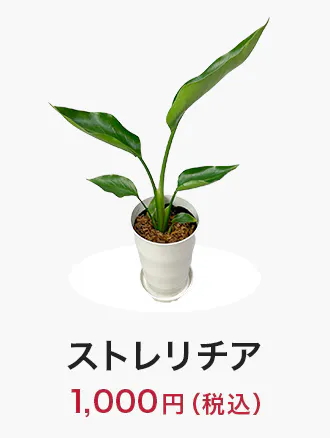 houseplants_tokka_item06_330x438.jpg