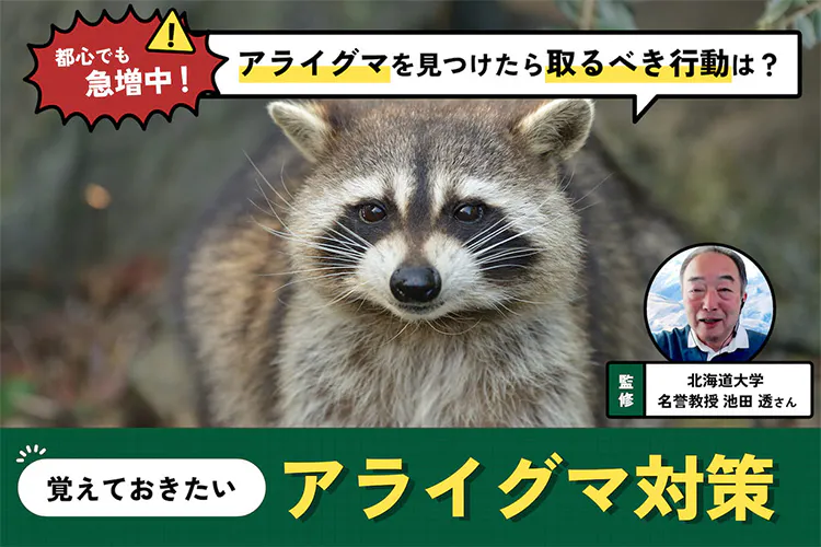 アライグマを見つけたら？ 急増の理由と正しい対策【専門家監修】｜となりのカインズさん