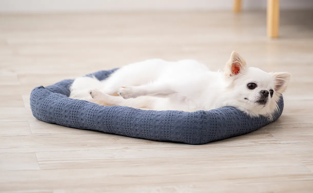 pet_bed_4550596202457_1220x752.jpg