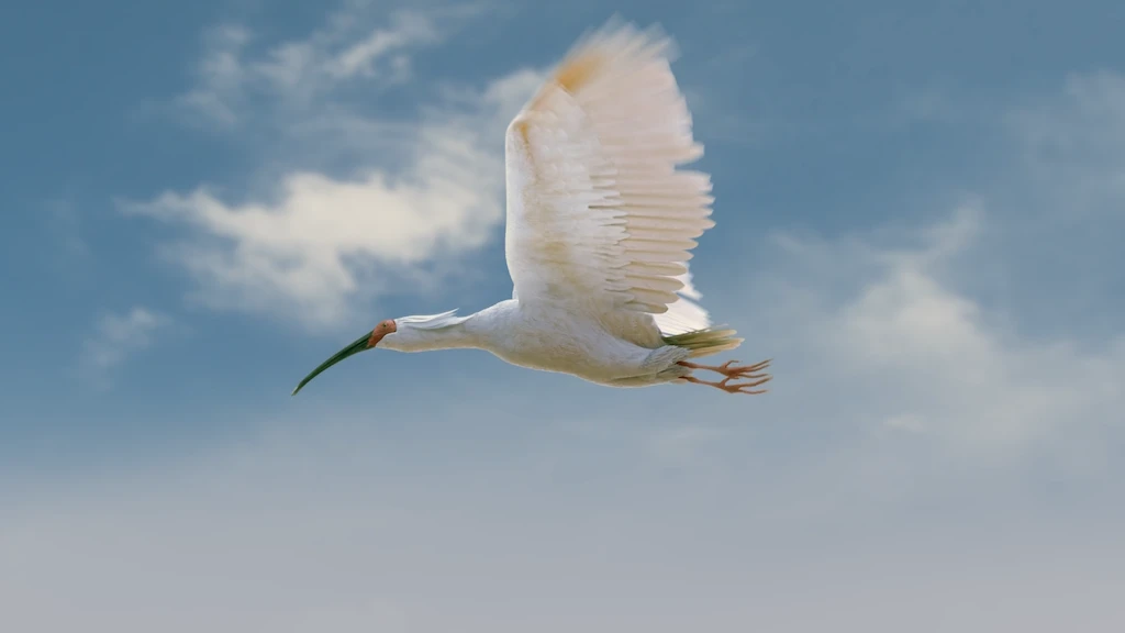 トキが空を飛んでいる写真。