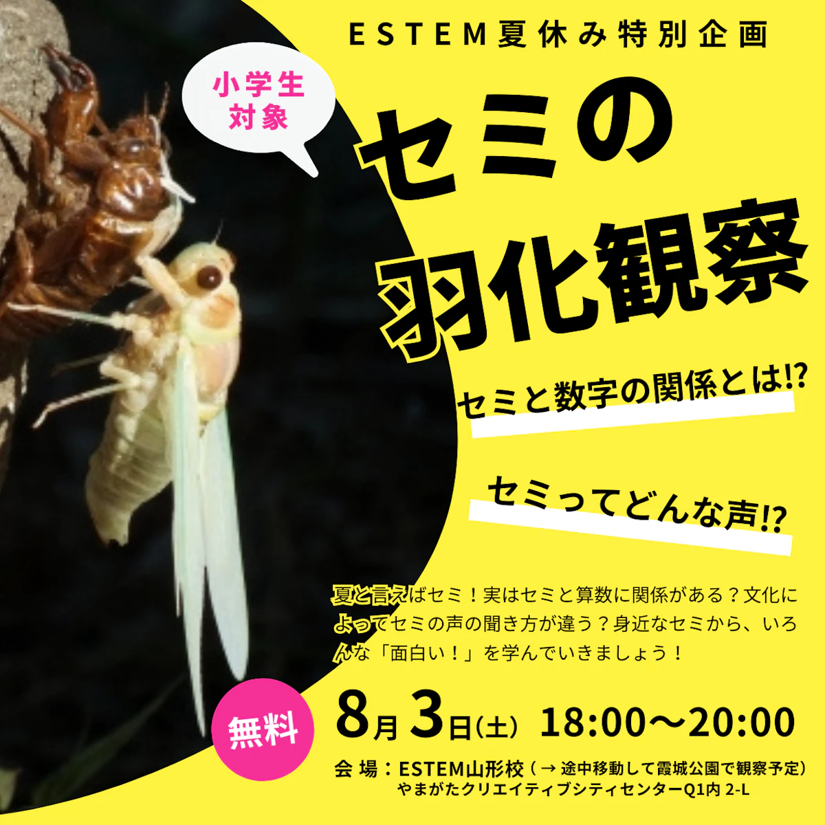 セミの羽化を観察しよう!