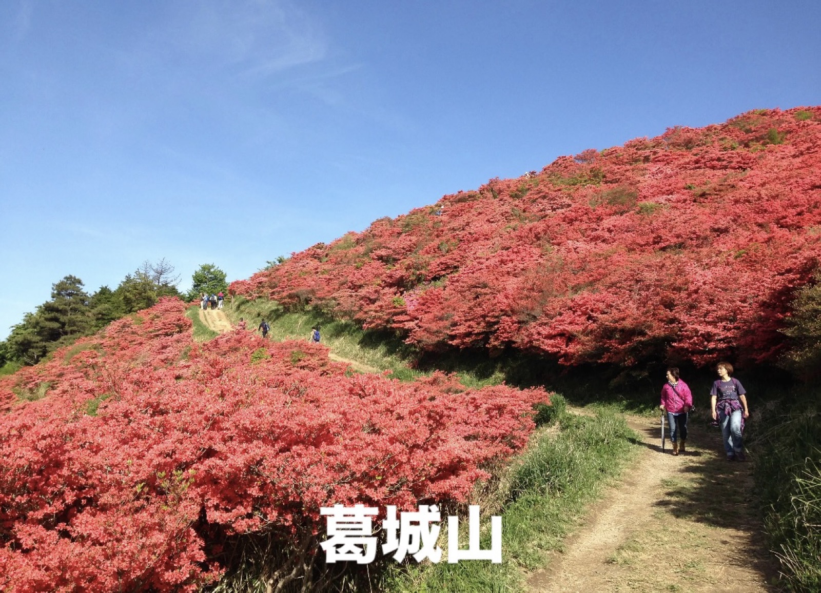 葛城山のツツジ