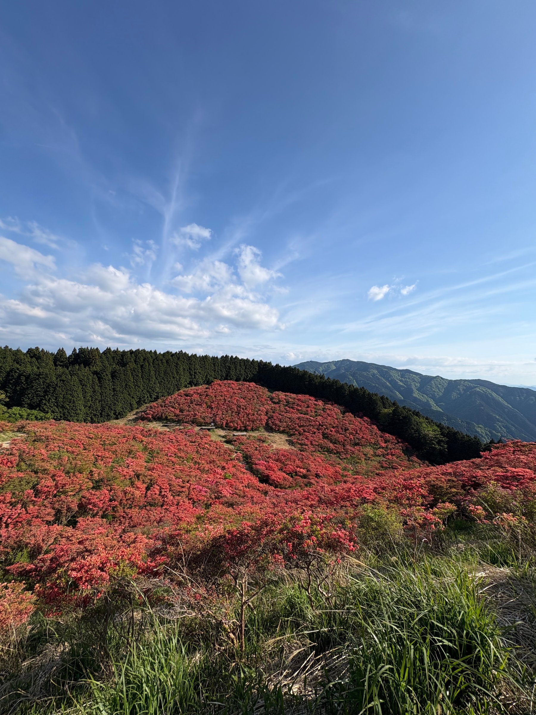 葛城山のツツジ