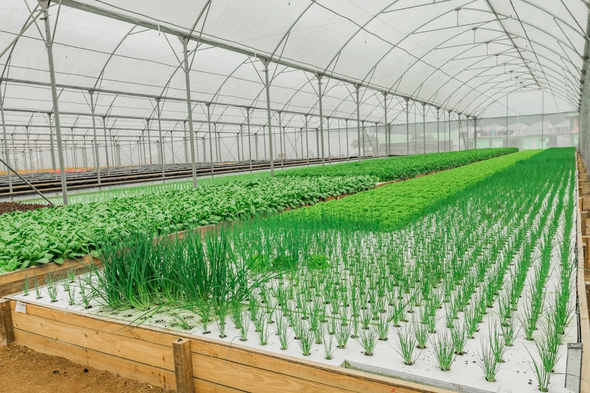 スマート農業に対応した施設園芸ハウスの内部。IoTセンサーで環境を管理する