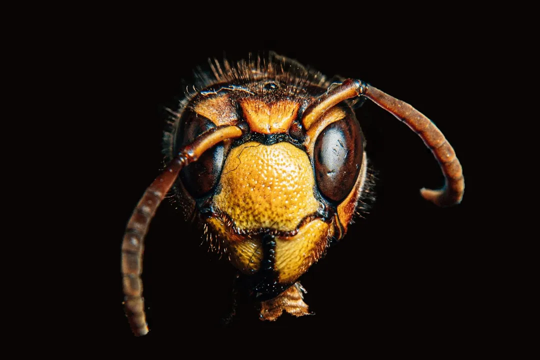 スズメバチの接写。特定外来生物ツマアカスズメバチは早期発見・早期防除が定着阻止の鍵となる