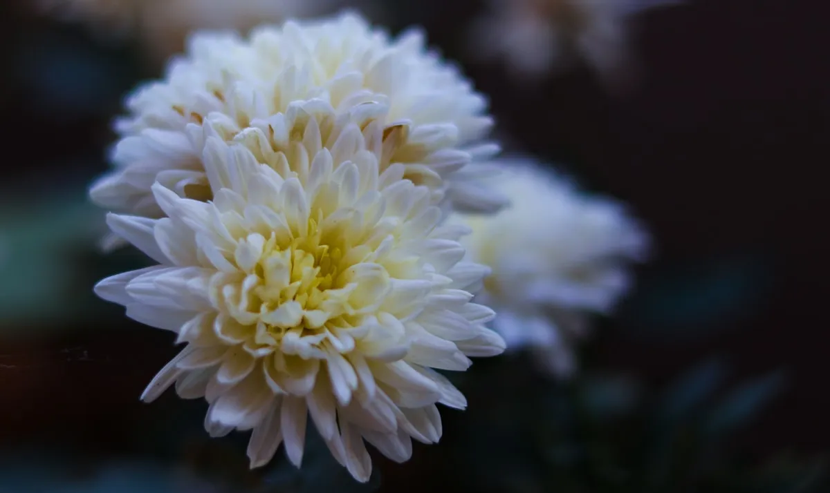 生花祭壇デザイン生成AIのイメージ。白い菊の花