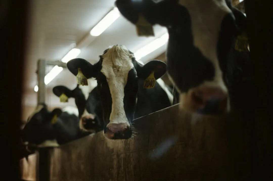 牛舎で飼養される耳標付きのホルスタイン乳牛