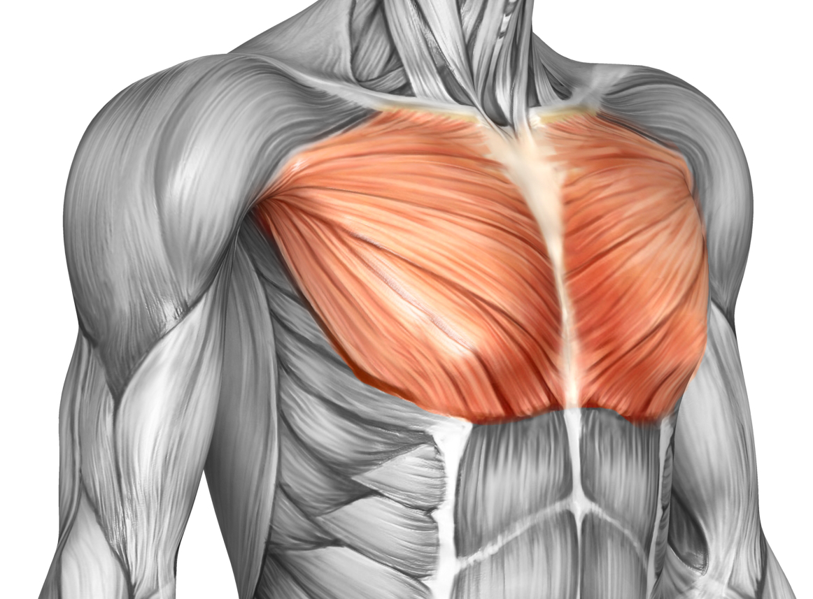 胸の筋肉を効率良く鍛えよう 大胸筋 の特徴と鍛え方をプロが解説します With Fitness Magazine 胸の筋肉を効率良く鍛えよう 大胸筋 の特徴と鍛え方をプロが解説します With Fitness Magazine