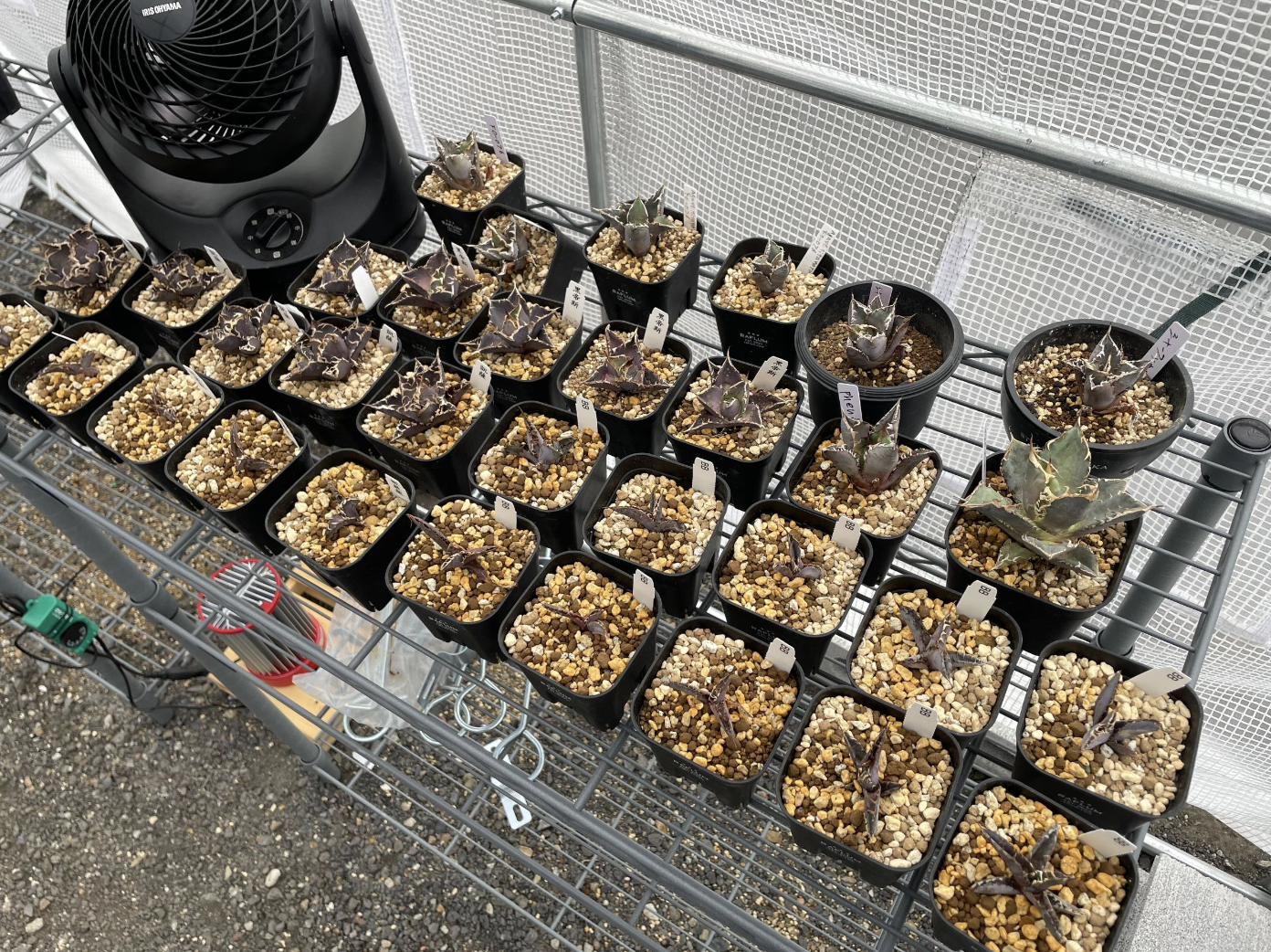 ■塊根植物と障害福祉を掛け合わせた新たな取り組み内容