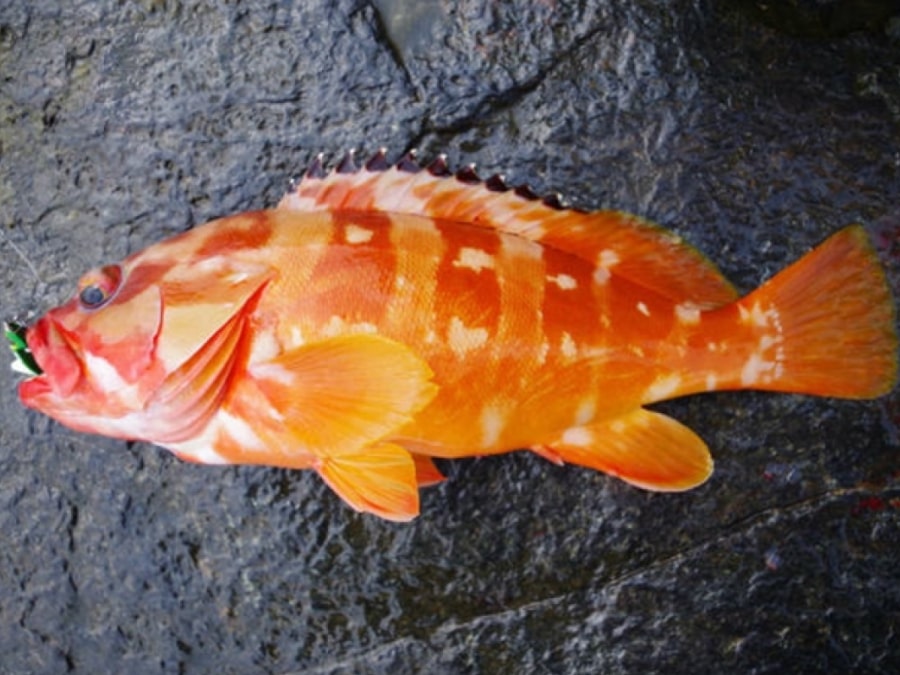 【アカハタ】伊豆大島ではポピュラーな根魚、成長が遅いので釣りすぎには注意！