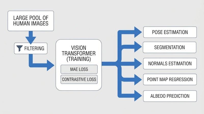 図1: Sapiens2の事前学習パイプライン。40億枚からフィルタリングした1B枚の人物画像で統合損失を用いてViTを事前学習し、複数タスクへ転用する