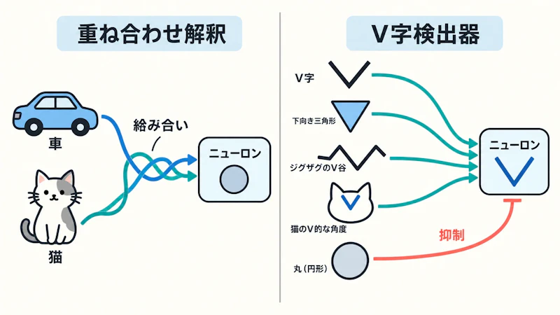 図1: 同一ニューロンに対する2つの解釈の違い