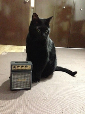 写真：黒猫とミニギターアンプ