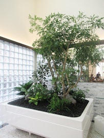 プランタ植栽の事例一覧 お庭づくり デザイン 管理ならwellne ウェルネ
