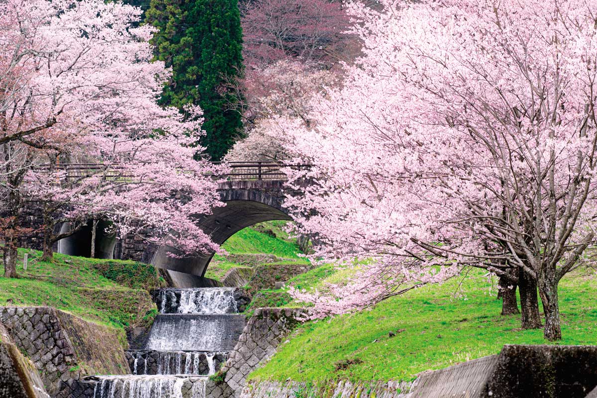 霞間ヶ渓」の幻想的な桜景色にうっとり♡ 周辺のおすすめカフェもご