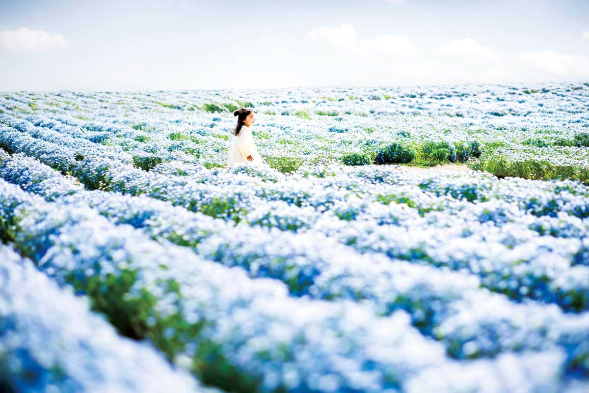 愛知牧場」のネモフィラ＆菜の花が見頃！ 絶景の花畑と周辺のおすすめ
