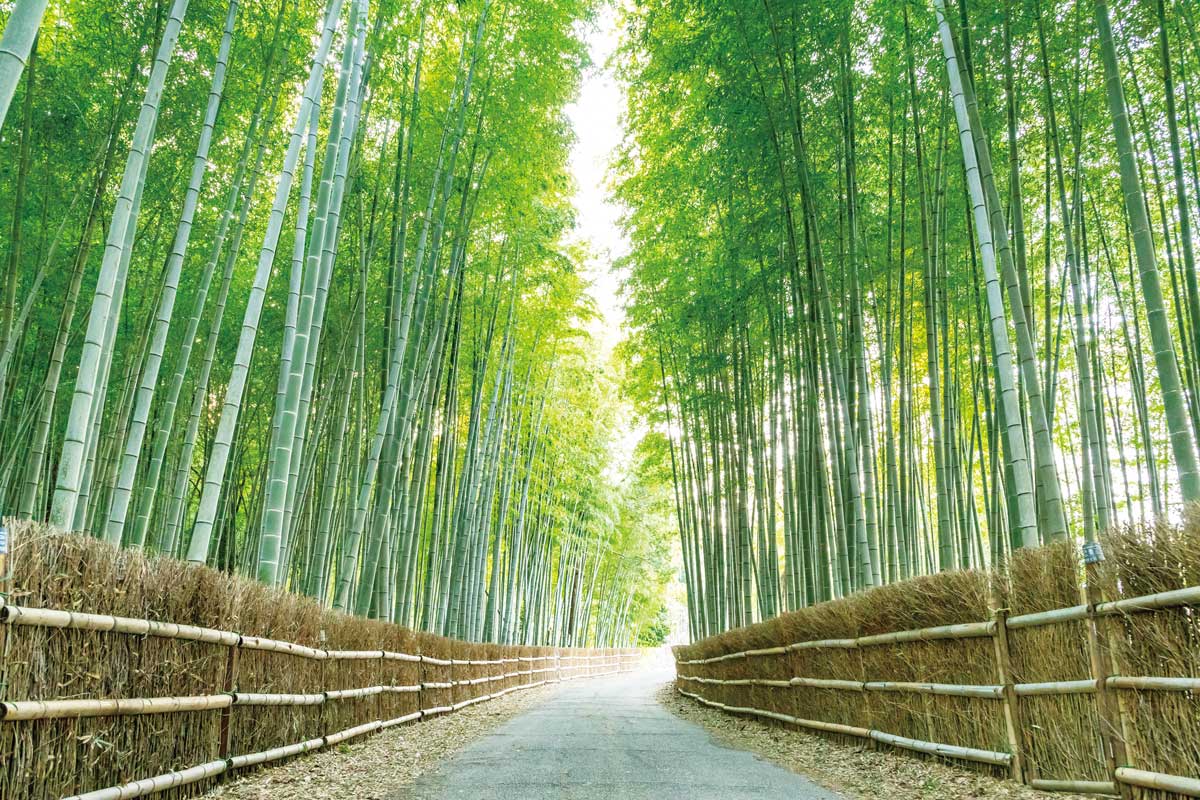 「ちたの竹林」で光が差し込む“緑の道”をゆったり散策