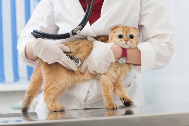 動物病院の人手不足を解消！電話業務を効率化することで診察に集中できます！
