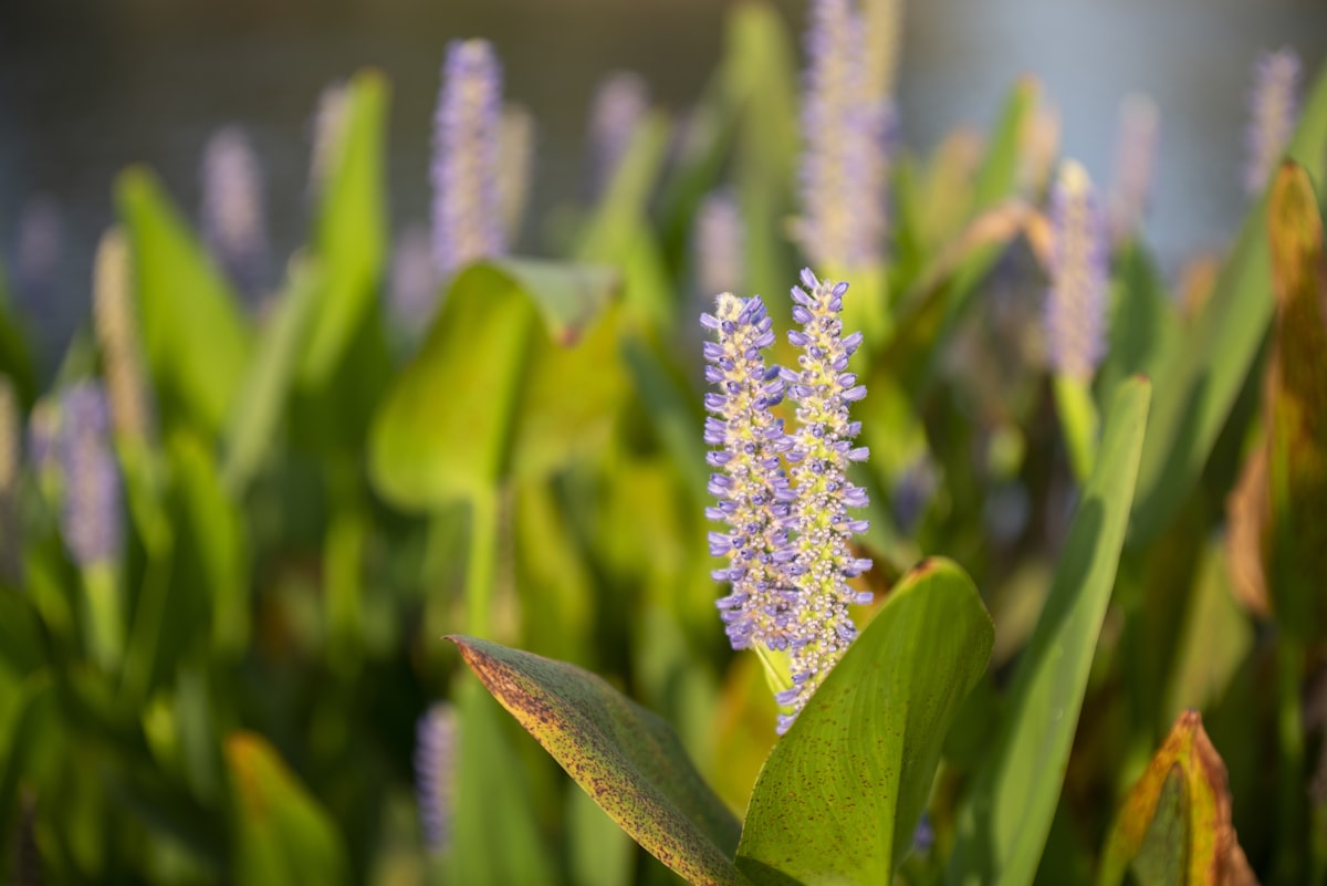 eSIM機種変更時のよくあるトラブルと対処法